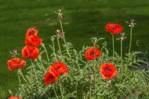 Coquelicots - Accidentés de la vie