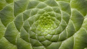 Analyse bioénergétique